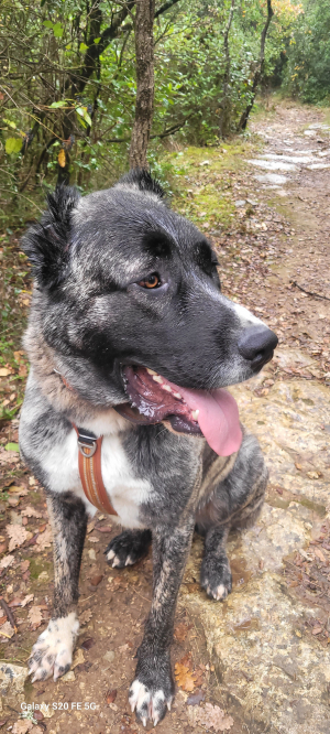 Photo #287431 de ARLEY - Berger d'Asie Centrale