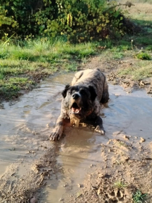 Photo #287434 de ARLEY - Berger d'Asie Centrale