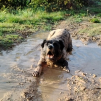 Photo #287434 de ARLEY