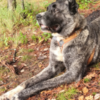 Photo #287437 de ARLEY