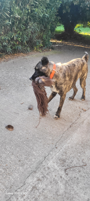 Photo #287440 de ARLEY - Berger d'Asie Centrale