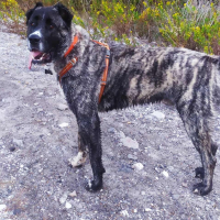 Photo #287443 de ARLEY