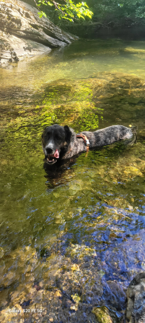 Photo #287446 de ARLEY - Berger d'Asie Centrale