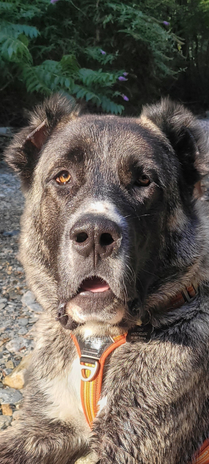 Photo #287449 de ARLEY - Berger d'Asie Centrale