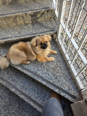 Photo #287455 de Ayko  - Epagneul Tibétain