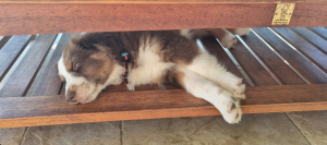 Photo #287458 de Vesper - Berger Américain Miniature