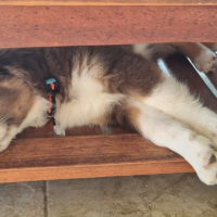 Photo #287458 de Vesper