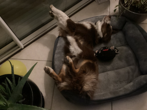 Photo #287461 de Vesper - Berger Américain Miniature