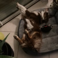 Photo #287461 de Vesper