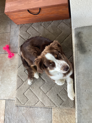 Photo #287467 de Vesper - Berger Américain Miniature