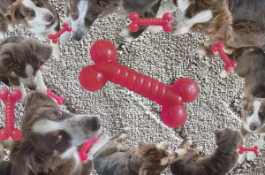 Photo #287470 de Vesper - Berger Américain Miniature