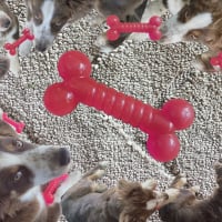 Photo #287470 de Vesper