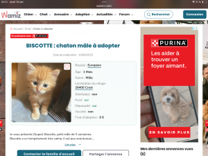 Bébé chat sur son site d’adoption - Européen