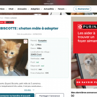 Photo #287476 de Biscotte