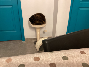 Photo #287479 de Chipie  - Européen