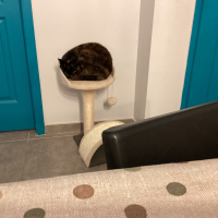 Photo #287479 de Chipie 