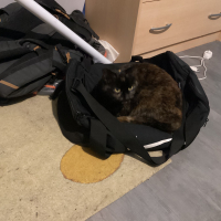 Photo #287482 de Chipie 