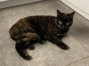 Photo #287485 de Chipie  - Européen