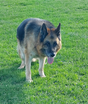 Photo #287491 de Soonak  - Berger Allemand