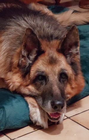 Photo #287494 de Soonak  - Berger Allemand