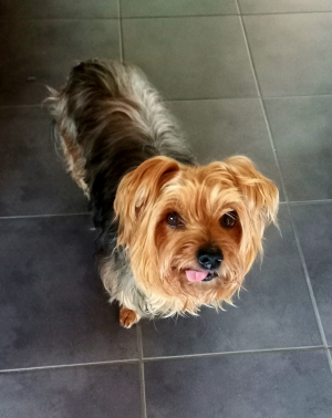Photo #287497 de Matane - Yorkshire Terrier