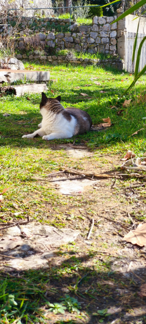 Photo #287500 de Chaplin - Snowshoe