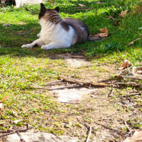 Photo #287500 de Chaplin