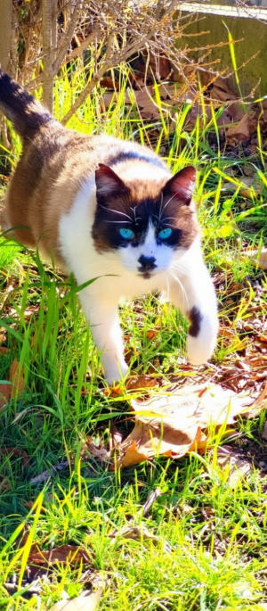 Photo #287503 de Chaplin - Snowshoe