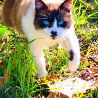 Photo #287503 de Chaplin