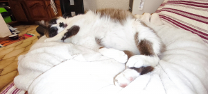 Photo #287506 de Chaplin - Snowshoe