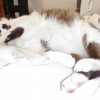 Photo #287506 de Chaplin