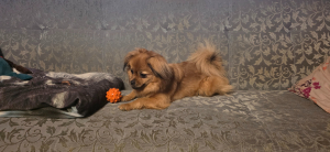 Angelle joueuse - Epagneul Tibétain