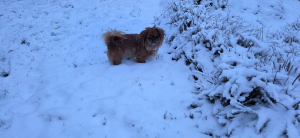 Bella dans son jardin enneigé - Pékinois