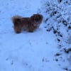 Bella dans son jardin enneigé