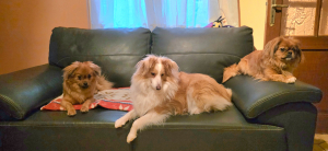 Angelle, Laika et Bella - Berger des Shetland