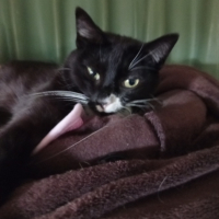 Photo #287524 de Choupette 