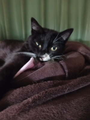 Photo #287527 de Choupette  - Européen