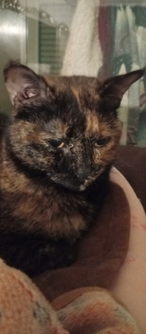 Photo #287530 de Choupette  - Européen