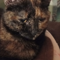 Photo #287530 de Choupette 