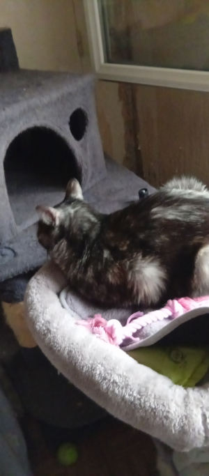 Photo #287533 de Choupette  - Européen