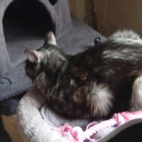 Photo #287533 de Choupette 