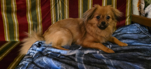 Angelle dans 1 canapé - Epagneul Tibétain