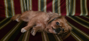 Bella dans un canapé - Pékinois