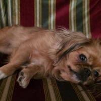 Photo #287539 de Bella