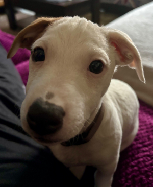 Photo #287542 de Buzz - Jack Russell Terrier