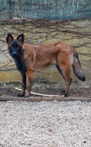 Garde à vous - Berger Belge Tervueren