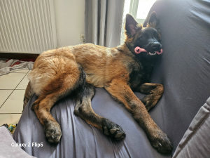 Flemme - Berger Belge Tervueren