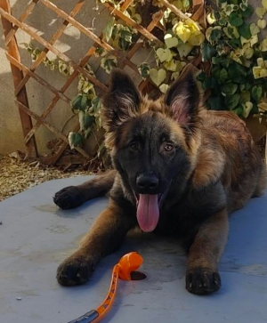 Coquin - Berger Belge Tervueren