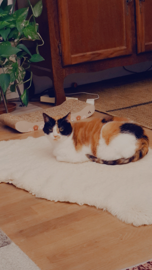 sur la peau de mouton j'adore - Européen