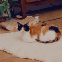 Photo #287554 de Scottie